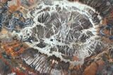 Unique, Polished Arizona Petrified Wood Slice with Fungus - #85953-1